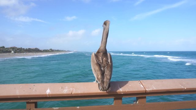 Wild pelican sitting on the fence of the pier from backside by the Atlantic ocean, Florida