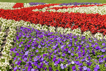 red and white begonias with blue petunias flowerbed in formal English garden