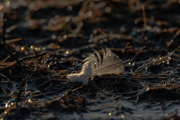 frog in water