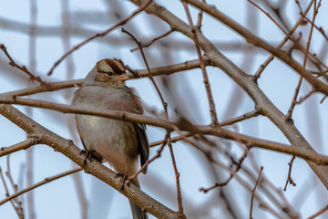 sparrow on branch