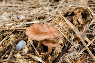 Water In Cap Of Oyster Mushrooms