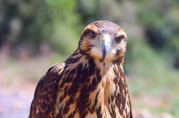 The look of a bird of prey