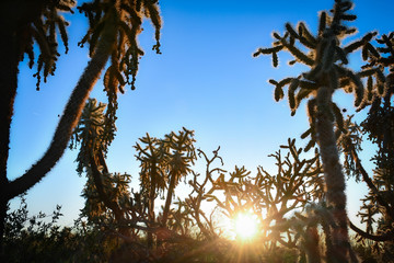 Cholla cactus in the desert