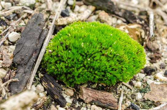 Cluster Of Green Carpet Moss