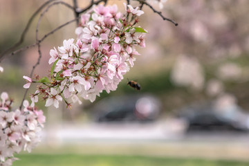 cherry blossom in spring