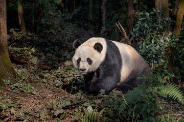 Front View of Panda Bear 