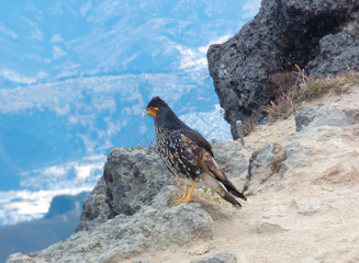 Curiquingue andean bird mountain landscape 5