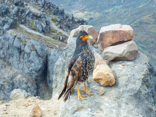 Curiquingue andean bird mountain landscape 4