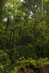 Wet forest in the Amazon