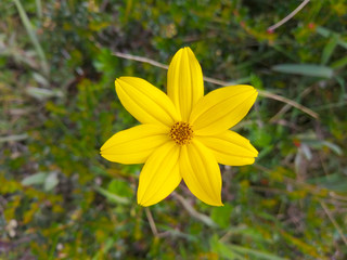 Yellow flower closeup nature view