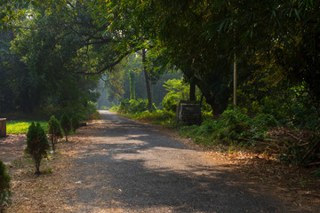 A path surrounded by green forest is a winter morning. Indian landscape.