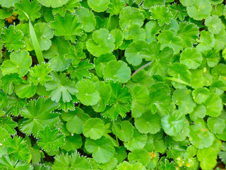 Green pattern leaves foliage field