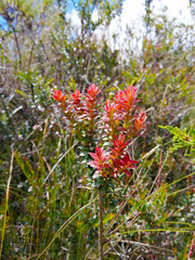 Andean plants outdoors landscape nature