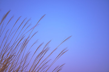 夕暮れのススキ