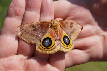 moth on hand