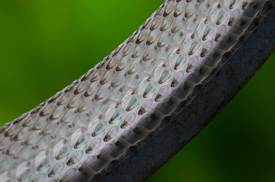 Snake stains on a beautiful background