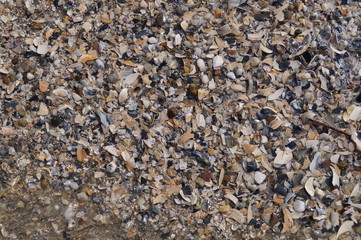 shells in sand