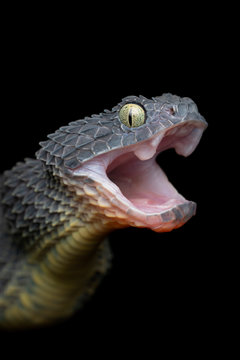 Variable Bush Viper Snake (Atheris squamigera) open mouth - Black Variation