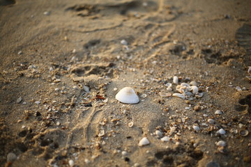 sea shell on the beach