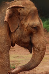 Face of an elephant at the zoo