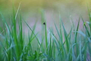 green grass with water drops