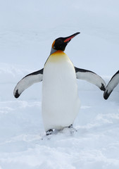 キングペンギン