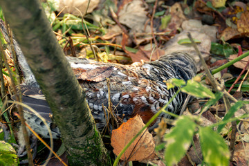 opening of the hunting season, hazel grouse on fallen leaves, autumn hunting and poaching, selective focus