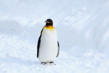 キングペンギン
