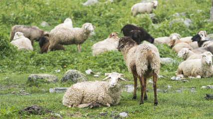 Fototapeta premium Cutie sheep live in nature on high attitude mountains 