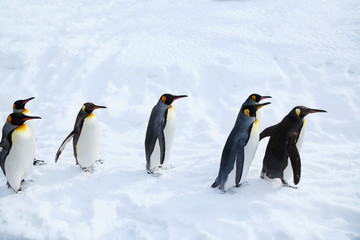 キングペンギンの散歩