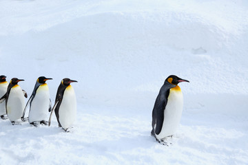 キングペンギンの散歩