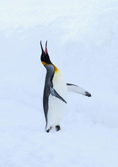 キングペンギン