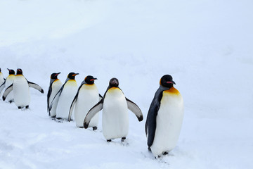 Fototapeta premium キングペンギンの散歩