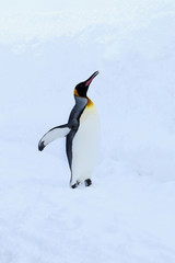キングペンギン