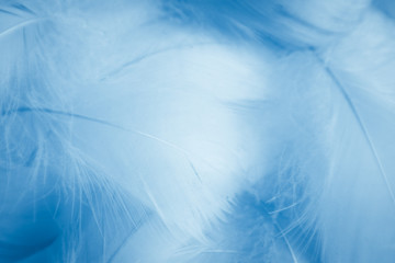 Fototapeta na wymiar Beautiful abstract colorful purple and blue feathers on white background and soft white feather texture on white pattern and blue background