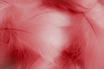 Beautiful abstract colorful red and purple feathers on white background and soft white pink feather texture on dark pattern and light red background
