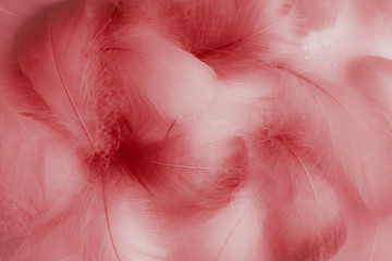 Beautiful abstract colorful red and purple feathers on white background and soft white pink feather texture on dark pattern and light red background