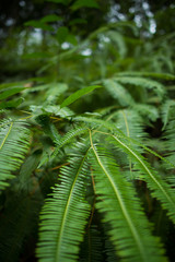 fern in the forest