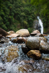 stream in the forest