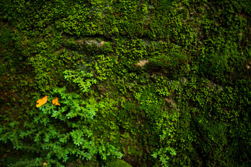 ivy on the wall