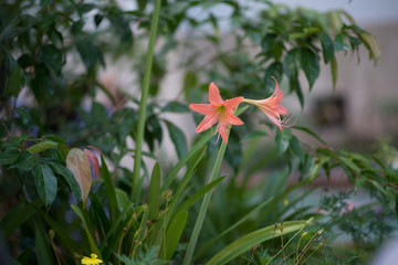 flowers in the garden
