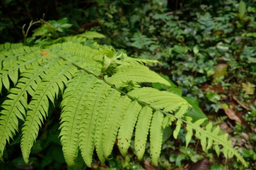 ferns in the forest
