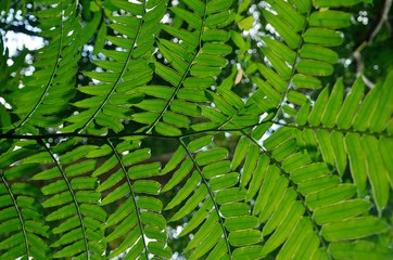 leaves of fern