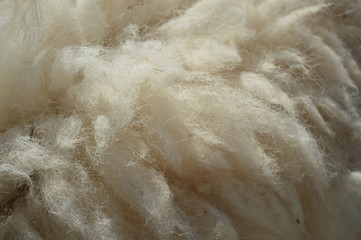Fototapeta na wymiar The wool of sheep is white and soil contaminated.