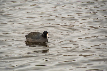 オオバンが湖で泳ぐ様子　　　バンクーバー　ブリティッシュコロンビア　カナダ
