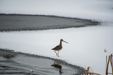 A picture of a Greater yellowlegs perching on the snow-covered lake.   Burnaby BC Canada