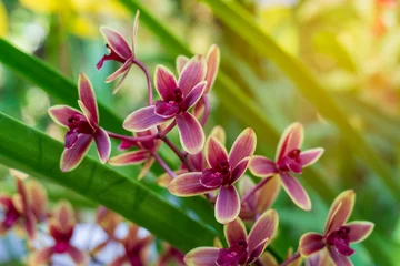 Foto op Canvas Branch of Purple orchids blooming © Sunisakanphian