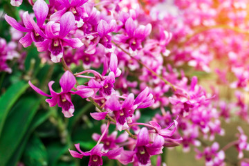 Obraz premium Branch of Purple orchids blooming
