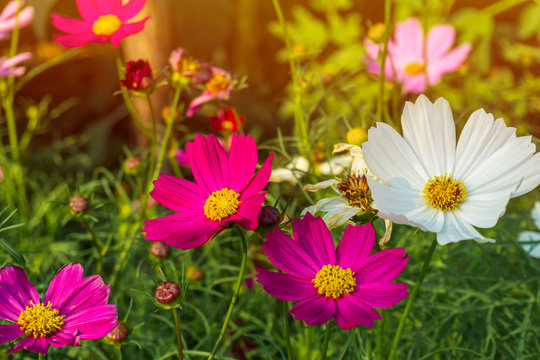 Colorful picotee cosmos flowers in garden