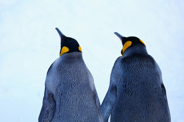 キングペンギン